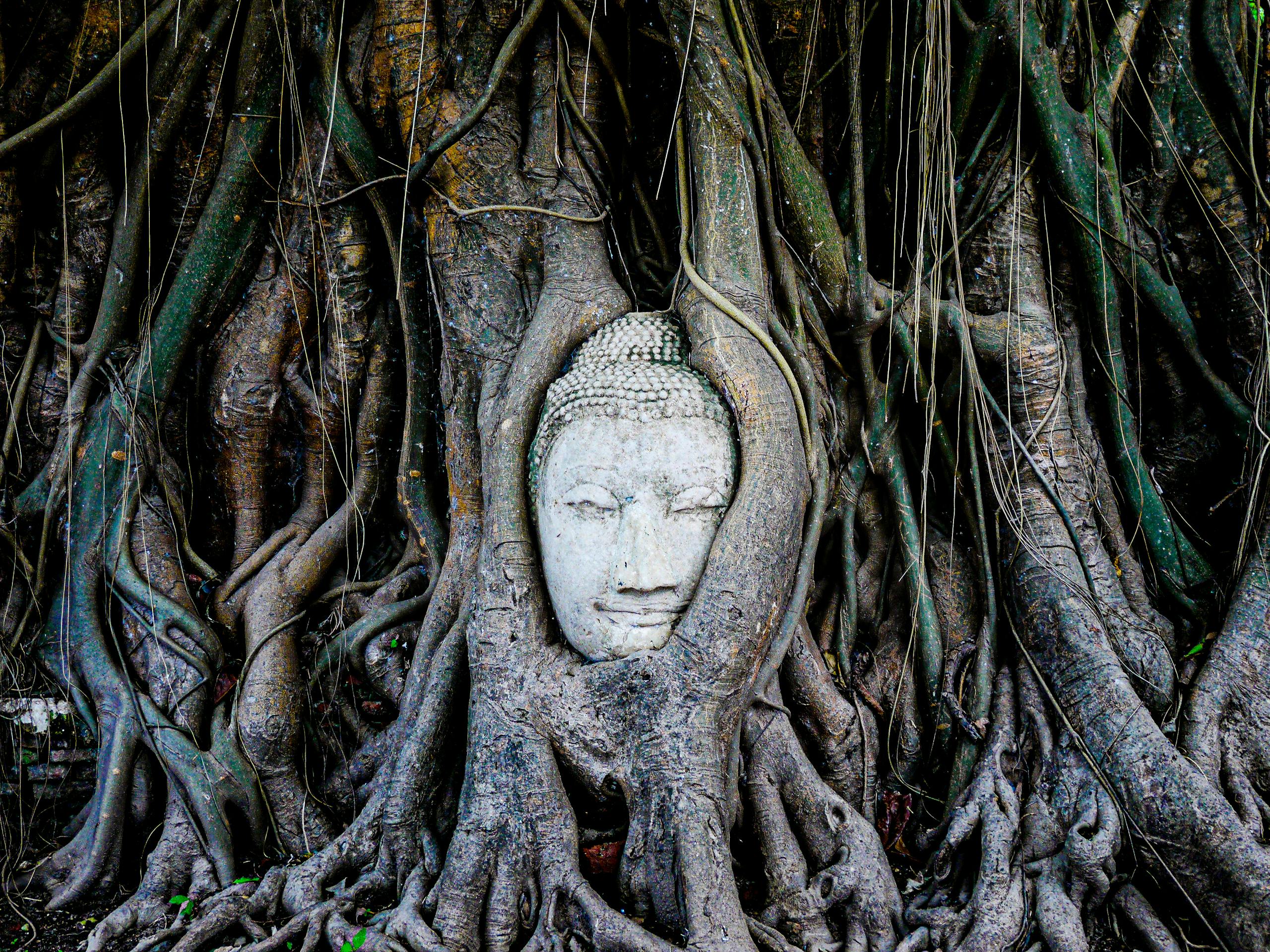 Serene Buddha head surrounded by tree roots at Wat Mahathat, Ayutthaya, Thailand.